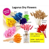 Lagurus Dry Flowers lagurus kering isi 10 tangkai bunny tail flower