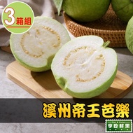 【愛上美味】_現摘溪州帝王芭樂3箱(3kg±1.5%/箱)_6/2-6/10期間到貨