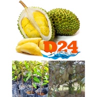 Anak pokok durian D24 kahwin / D24 durian hybrid plant / D24 榴梿幼苗