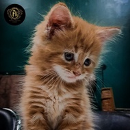 Kucing Mainecoon Kitten Pure Non Ped