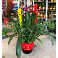 [CNY 2026] TKL - Guzmania ElcopeRed/Yellow/Purple/Conifera/Concubine/Classic/Kallisto 鸿运当头/卡丽/火炬/三星报
