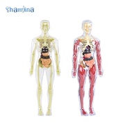 [Shamjina] Body Model Cognitive Toy 3D Human Body Model Skeleton Educational Science Body Kit Intera