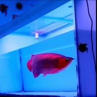 ikan arwana super red 50cm special