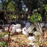 Induk Ayam Hias Kalkun White Holland Putih Indukan Dewasa