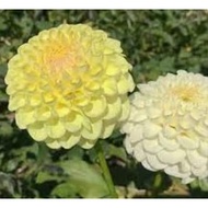 POM POM DAHLIA BOOM BOOM YELLOW TUBER