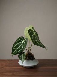 水晶花燭 / 絨葉花燭 (Anthurium) ｜