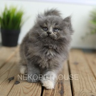 ADOPSI KUCING KITTEN PERSIA LONGHAIR MEDIUM FLATNOSE