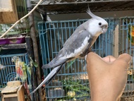 Falk siul jantan wf parkit Australia