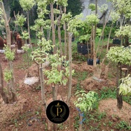 Tanaman hias bonsai anting putri - pohon bonsai anting putri