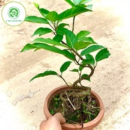 New super fruit bonsai fig tree - super fruit sticky fig tree that bears fruit all year round (real 