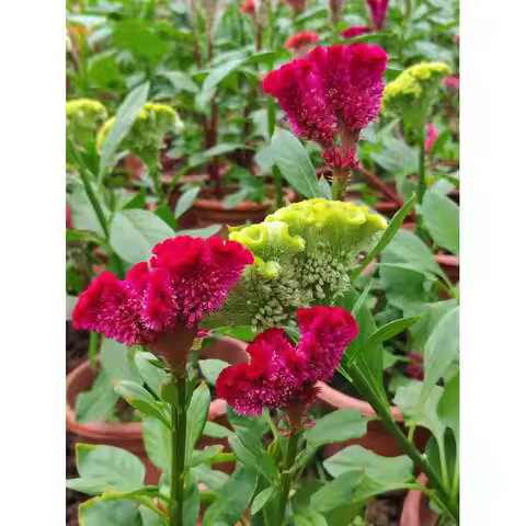 Practical Television Remote Control Battery Powered TV Wireless Controller Replacement Parts Accesso