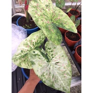 caladium_thailand_hybrid