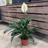 [Paling Horticulture Sdn Bhd] Peace Lily - Spathiphyllum Wallisii 白掌 蜡烛花 | Bunga Hiasan Dalam Rumah 