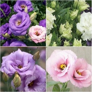 Ready Stock 20pcs Eustoma Grandiflorum Flower Seeds Plant Hanging Potted Plants Perennials Bonsai Pl