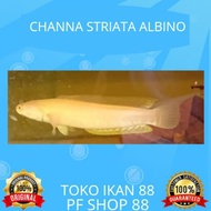 Channa Striata Albino Top Grade