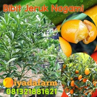 Bibit Jeruk Nagami Okulasi