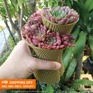 Spiral-S-115(Small) 11.5cm Dia x 17.4cm H,(3DPrinted)Garden lab Pot, Cactus , Astrophytum,Lithops,  