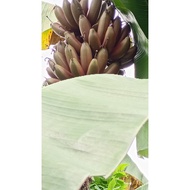 Anak pokok pisang Raja Udang(Merah)utk benih