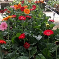 KUALITAS SUPER TANAMAN GERBERA BUNGA HEBRAS HIDUP GRADE A | TANAMAN GERBERA BUNGA HEBRAS HIDUP ASLI 