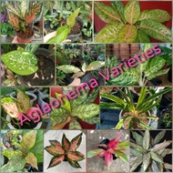 Evergreen Plant (Aglaonema  Varieties)
