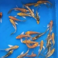 Bibit Ikan Koi Slayer Kumpay Platinunm Size 5-8 cm Ikan Hias Cantik