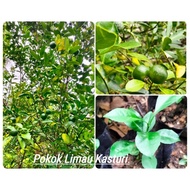 Pokok Limau Kasturi (Benih dari biji) Mudah berbuah senang dijaga