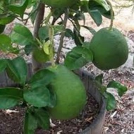 Pokok limau bali merah hybrid