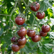 Tomato Plant Varieties (In Polybag) Anak Pokok Tomato | Cherry Tomato | Dwarf (Determinate) & Vining