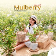 Treeno.9 T204  มัลเบอร์รี่ (Mulberry) ต้นใหญ่ ถุง 8 นิ้ว / สูง 60-90 ซม. / ไม้ประดับ ออกผลดก ผลไม้เปรี้ยวหวานอร่อย (ต้นไม้)