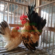 sepasang ayam serama