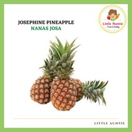 Nanas Josa 黄梨 1 PCS Josephine Pineapple