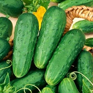 เมล็ดพันธุ์ แตงกวาโฮมเมดพิคเคิล (Homemade Pickles Cucumber Seed) บรรจุ 40 เมล็ด คุณภาพดี ของแท้ 100%