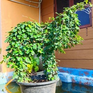 POKOK BUNGA BONSAI ANAK GAJAH, ELEPHANT BONSAI, REAL PLANT AND LIVE PLANT