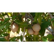 daun ciku/ daun pokok ciku/ nispero, sapodilla