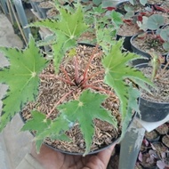 (INYONG PLANT) Tanaman Hias Begonia Bintang Hijau