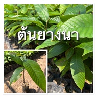 ต้นยางนา ยางนา (ชุด 3ต้น 59บาท) ปลูกง่าย โตไว ปลูกได้ทุกพื้นที่ ลำต้นสวยแข็งแรงพร้อมปลูก