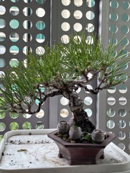 日本三河黑松盆栽