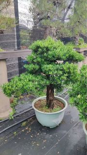 羅漢松｜喜陽｜露台庭院公園綠地景觀設計綠植盆栽植物