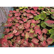 (21/10/68)(Send Information2 Days) Caladium The Name Of The Lord Of Wiang Trirong A 4-Inch Overflowi