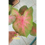 ArisSu Lucky Shop Home Garden Thailand Caladium bicolor Baby Pink Andaman My Caladium Caladium Thailand ชมพูอันดามัน