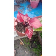 caladium murah dijual