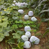 串冬瓜 3 粒 bell winter melon 3 seeds