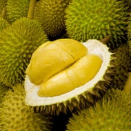 Pokok Durian D24/Buah Sedap Digemari Pokok Kawin