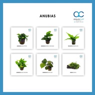 🔥 NO CO2 NEEDED 🔥 ANUBIAS ( Low Tech Plant / Betta Plant / Gold Fish Plant / Plant for Aquarium / Gu