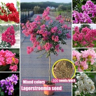 Mixed Colors Lagerstroemia Seeds (300 Seeds/pack) Bonsai Tree Seeds for Planting Flowers Seeds for G