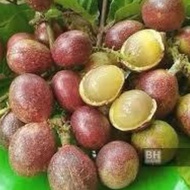 pokok longan brazil matoa pokok rare POKOK BUAH KRISTAL RENEK tanam dlm pasu