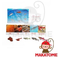 Life Cycle Figurine Siklus Hidup - salmon figurin ikan