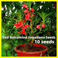 Red Double-Petals Balsamina Impatiens Seeds -  10 Seeds Authentic Henna Flower Seeds Benih Pokok Bunga Bonsai Tree Live