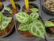 找靈感|觀葉植物|銅鑼燒花燭|3吋盆|擇優出貨