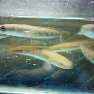 [COD]Ikan Channa Maru/Chana Maru Riau/Red Eyes/Mata Merah Size 14-15cm
